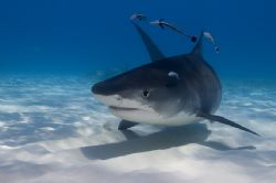 Tiger Shark from North Bahamas by Karl Dietz 